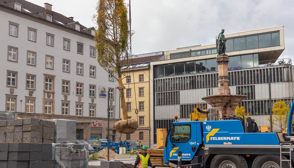 31 neue Gleditschien werden am Platz gepflanzt.