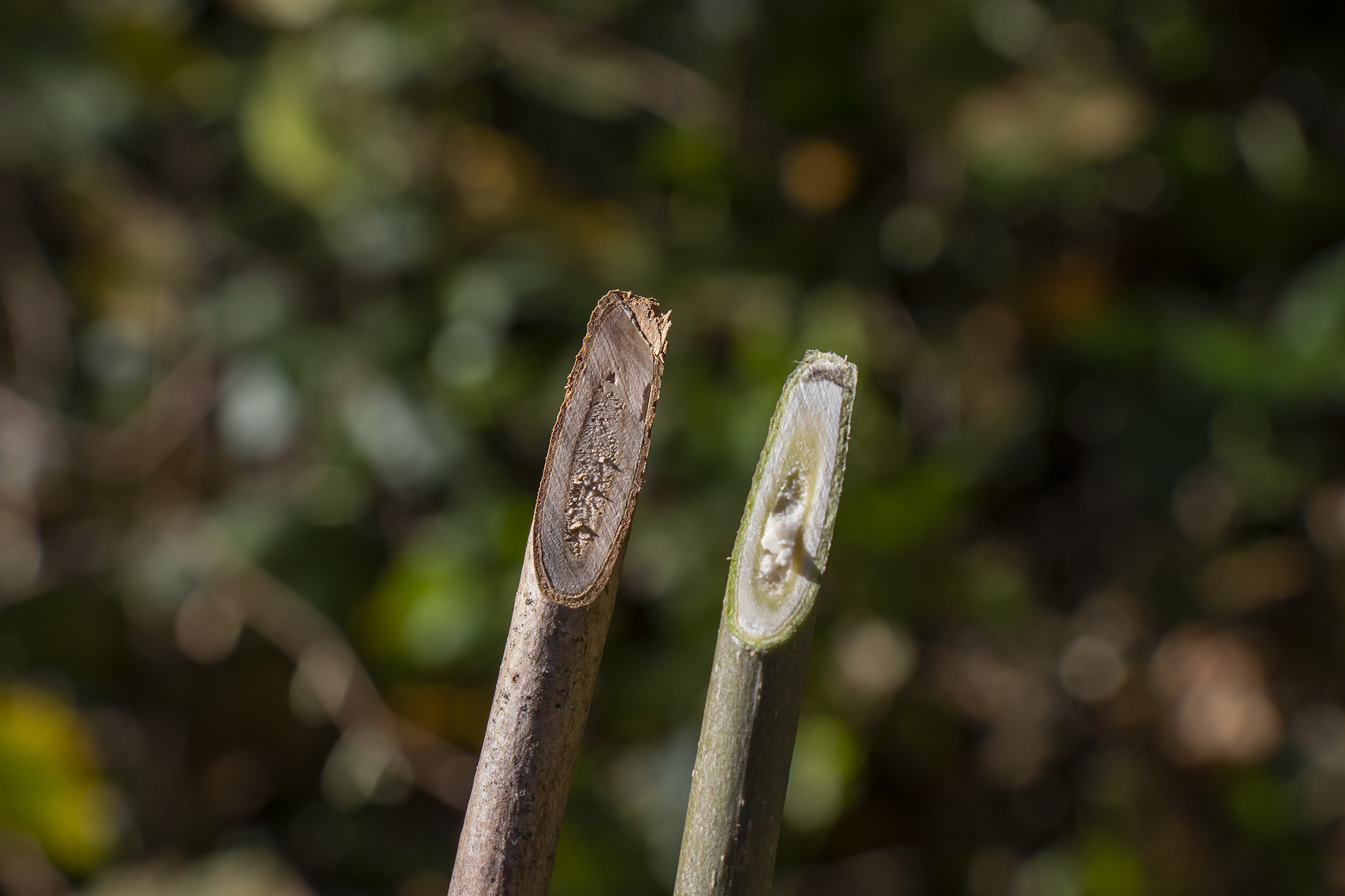 Ein vom japanischen Schlauchpilz befallener (l.) und ein gesunder Trieb gegenübergestellt.