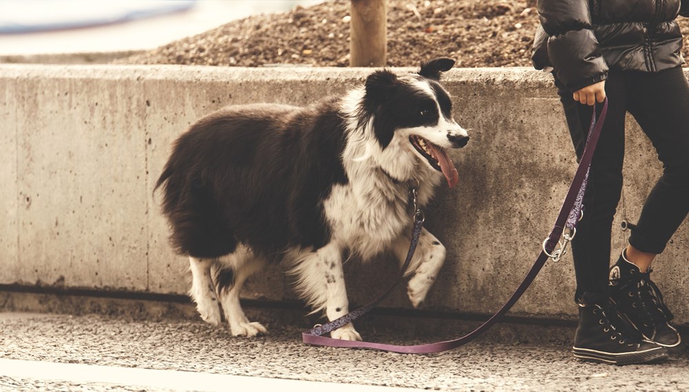 Das Jahr 2020 bringt neue Maßnahmen und Regelungen für ein funktionierendes Neben- und Miteinander von Mensch und Hund.