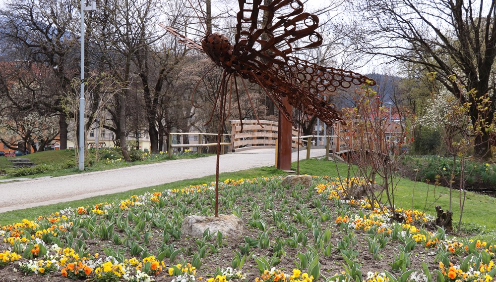 In vielen städtischen Park- und Grünanlagen findet man bereits frühlingshafte Blütenpracht, wie hier im Rapoldipark in Pradl.