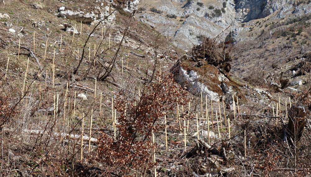 Um den zerstörten Schutzwald so rasch wie möglich wiederherzustellen, werden im April auf einer Fläche von etwa 50.000 Quadratmetern insgesamt 10.000 Bäume gesetzt.