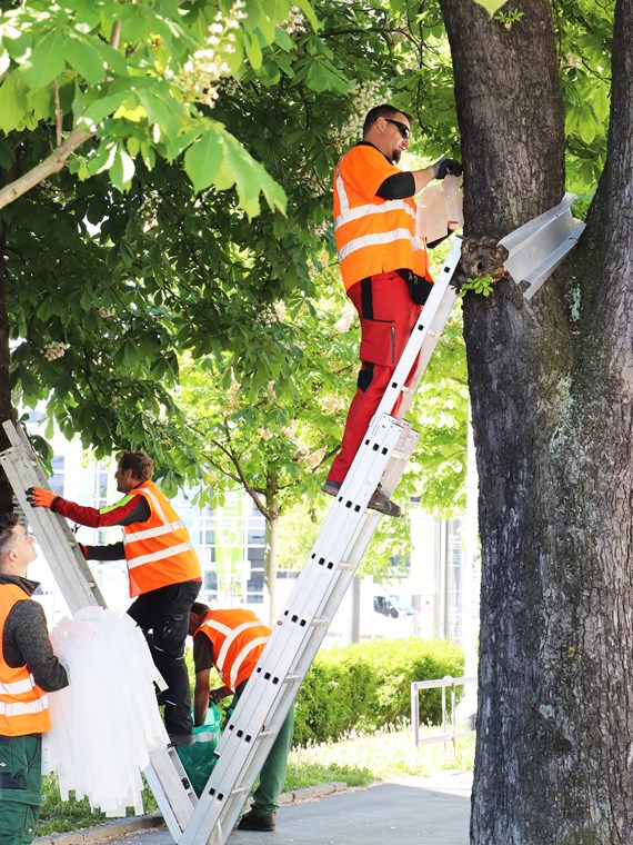 In der König-Laurin-Allee stehen viele Kastanien, deren Blattwerk Schatten und Feuchtigkeit spendet. Die Mottenfallen sollen den vorzeitigen Blattfall verhindern.