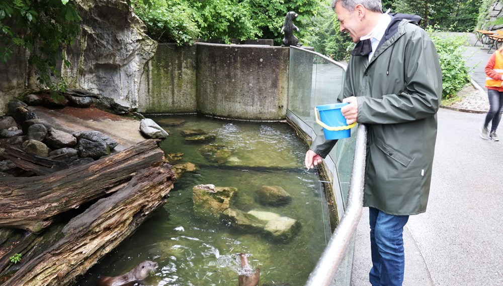 Nach 62 Tagen Corona-Sperre ist der Alpenzoo Innsbruck endlich wieder für BesucherInnen geöffnet. Diesen erfreulichen Anlass nutzte Bürgermeister Georg Willi zu einem Besuch. Zoodirektor André Stadler informierte ihn dabei über die Vorkehrungen des Alpenzoos, um für die Gäste einen sicheren Besuch zu ermöglichen. An Spitzentagen zählt der Alpenzoo bis zu 2.500 BesucherInnen täglich. Rund 2.000 Tiere und 150 verschiedene Arten werden in naturnah gestalteten Gehegen, Aquarien und Terrarien gepflegt. Der Alpenzoo ist damit weltweit einzigartig.