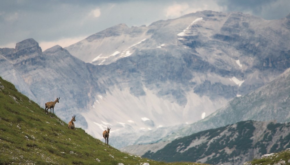 Ein Gämsenrudel genießt die Einsamkeit im Karwendel: Wo mehr Menschen unterwegs sind, sind Rücksicht auf die Natur und Achtsamkeit gefragt.