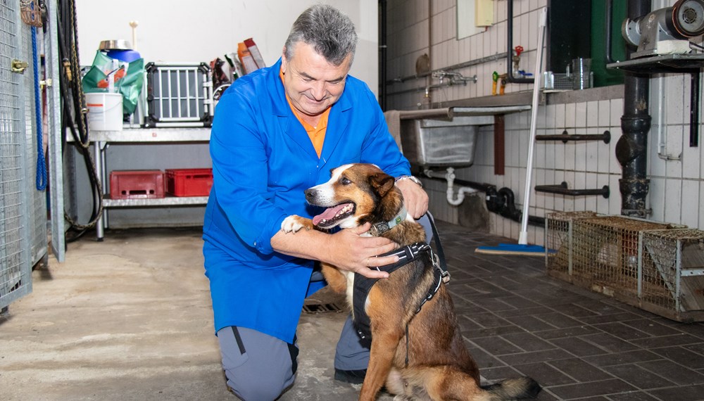 Seit 30 Jahren ist Johann Gredler bei der Wasenmeisterei. Hier betreut er Findelhund „Charlie“, der wie andere Fellnasen im Tierheim untergebracht ist und ein neues Zuhause sucht.