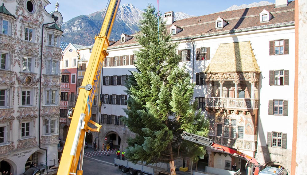 Die Mitarbeiter des städtischen Amtes für Wald und Natur haben den etwa 43 Jahre alten Christbaum mithilfe eines Krans in Millimeterarbeit aufgestellt. Anschließend wird er durch Seile am Stadtturm, Goldenen Dachl und Helblinghaus gesichert.