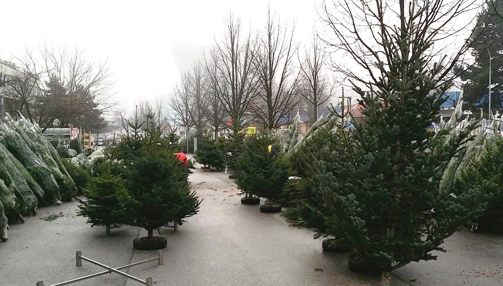 Der städtische Christbaummarkt in der Anton-Eder-Straße ist ab 17. Dezember wieder geöffnet.