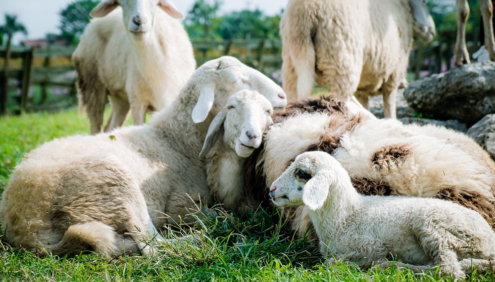 Selbstversorgung liegt im Trend. Dabei nicht vergessen: Alle landwirtschaftlichen Nutztiere wie Schafe müssen gemeldet werden.
