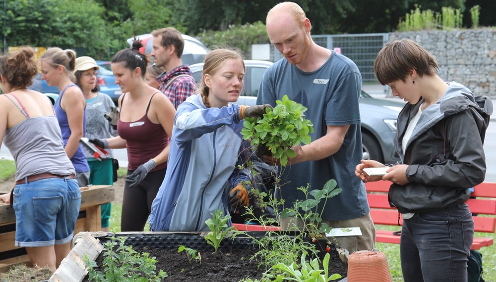 Im Sommer 2020 wurde beim Kaysergarten St. Nikolaus erstmals urban gegartelt.