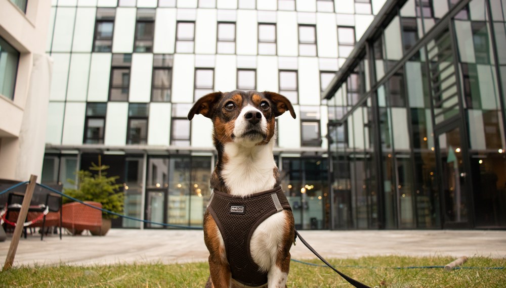 Die Stadt Innsbruck ersucht die HundehalterInnen um Einhaltung der Leinenpflicht und Entsorgung des Hundekots