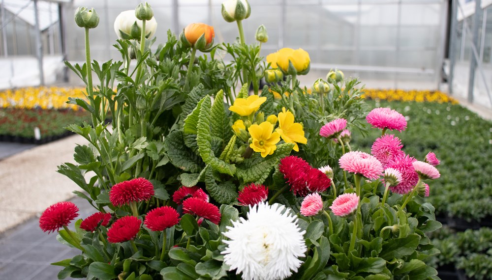 Diese Frühlingsblumen findet man am häufigsten in den städtischen Beeten: Ranunkeln (hinten), rote, rosafarbene und weiße Gänseblümchen (links, rechts und vorne) sowie Primeln (Mitte).