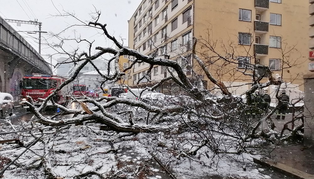 In der Ing.-Etzel-Straße stürzte am Montag, 22. März, eine Robinie um.