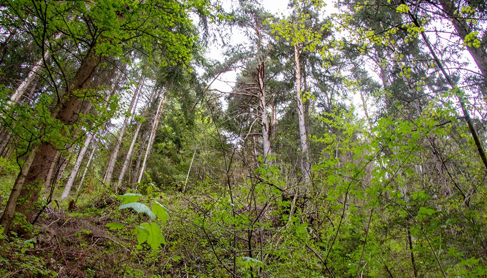 Die neue Naturwaldzelle in Mühlau besteht aus einem Laub-Nadel-Mischwald.