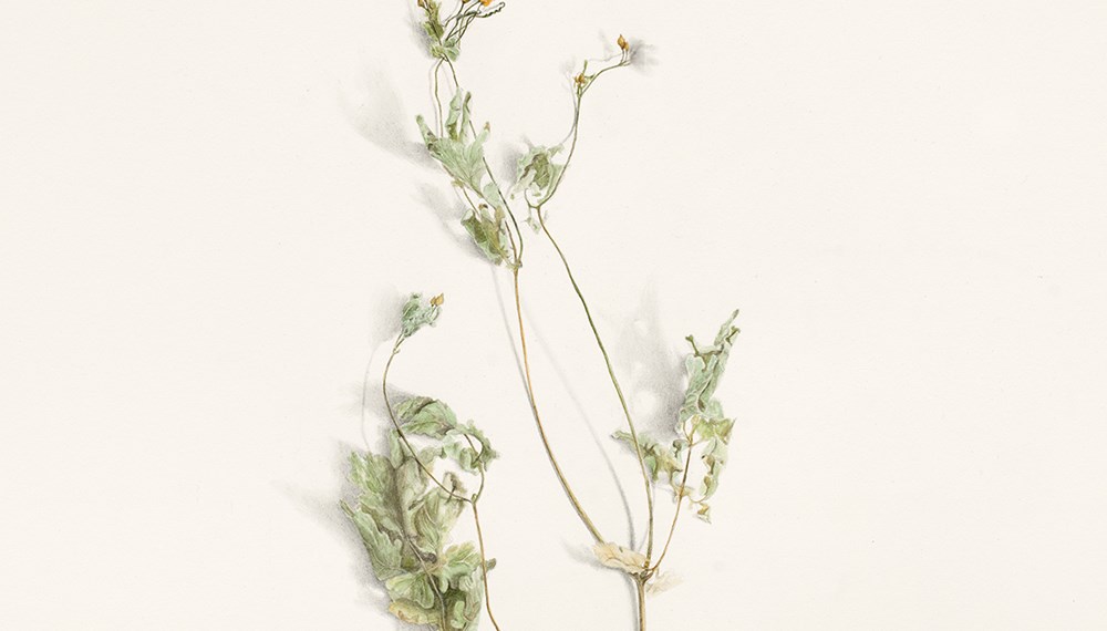 Alexandra Kontriner, Schöllkraut, Detail (2020, 76 x 56 cm, Aquarellfarbe und Bleistift auf Büttenpapier)