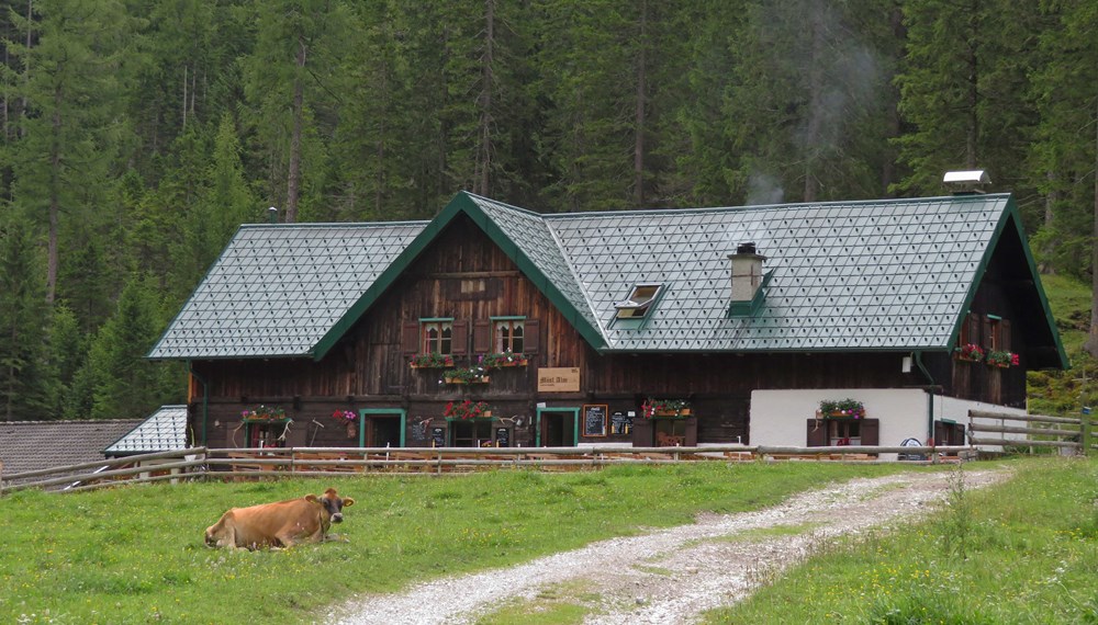 In der Nähe von Weidetieren - wie hier bei der Möslalm - ist Vorsicht geboten