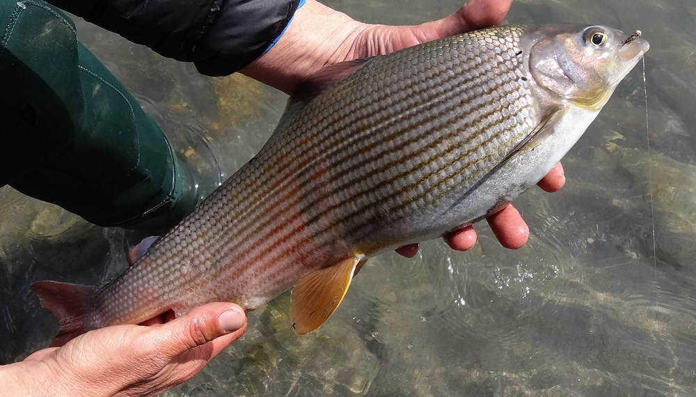 Die Äsche – der Fisch des Jahres 2021 – befindet sich nur noch selten unter den Fängen der Fischerinnen und Fischer. Daher werden regelmäßig Besatzäschen (Zuchtfische) im Inn ausgesetzt.