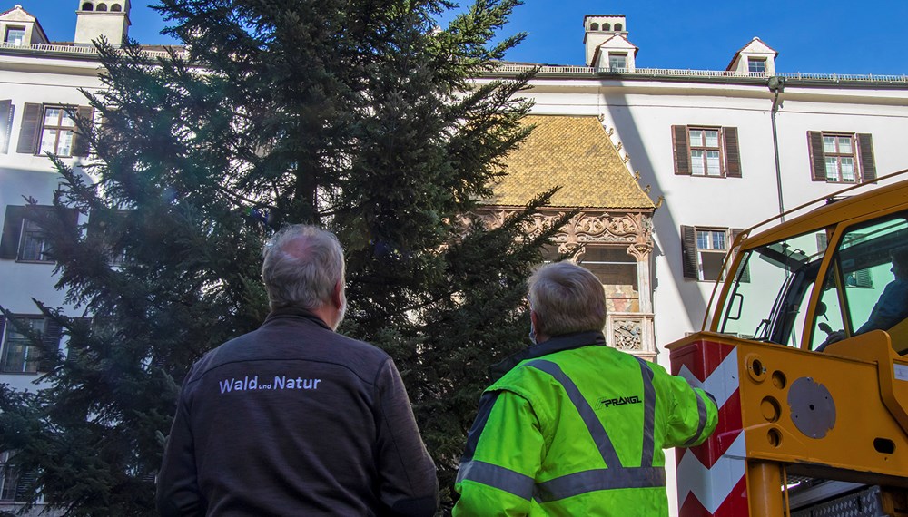 Das Aufstellen des Christbaumes durch das Amt für Wald und Natur läutet traditionell die Christkindlmarktzeit in der Innsbrucker Altstadt ein. Heuer findet der Event am 3. November um 13.00 Uhr statt.