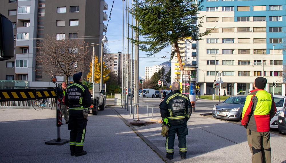 Die MitarbeiterInnen des Amtes für Wald und Natur sowie der Berufsfeuerwehr Innsbruck sorgen jährlich mit mehr als 200 Bäumen für zusätzliche Weihnachtsstimmung.