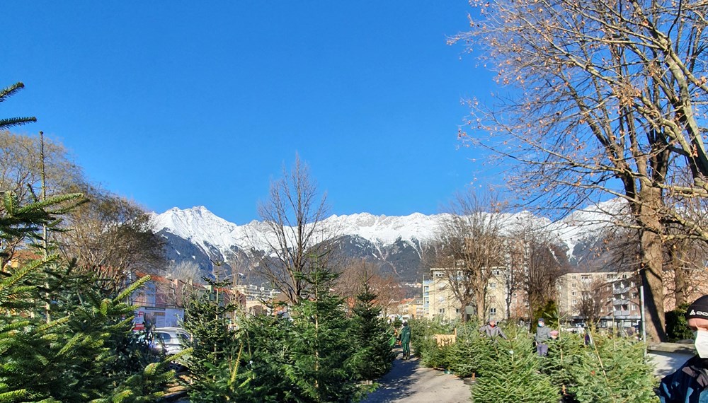 Christbäume von heimischen ZüchterInnen gibt es in der Anton-Eder-Straße zu kaufen.