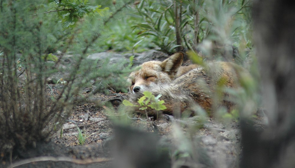 Manche BesucherInnen können sich vielleicht noch daran erinnern, dass es vor langer Zeit schon einmal Dachs und Fuchs im Alpenzoo gab. Diese beiden Tiere wird der Alpenzoo heuer, in seinem 60. Geburtstagsjahr, wieder zurückbringen und das besser denn je. Mitte Jänner wurde der Spatenstich im Beisein von Vizebürgermeister Johannes Anzengruber, Stadträtin Christine Oppitz-Plörer, Obmann der Zoofreunde Christoph Kaufmann als auch Alpenzoopräsident Herwig van Staa für die neuen Dachs- und Fuchsgehege gesetzt. Das neue tierische Highlight entsteht an der höchsten Stelle im Zoo – neben den Steinböcken – und wird noch in diesem Jahr fertiggestellt.