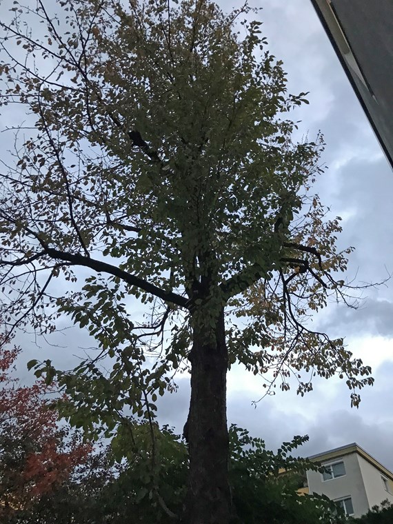 Die Vogelkirsche muss zwar weichen, an ihrer Stelle werden aber neue Bäume gepflanzt.