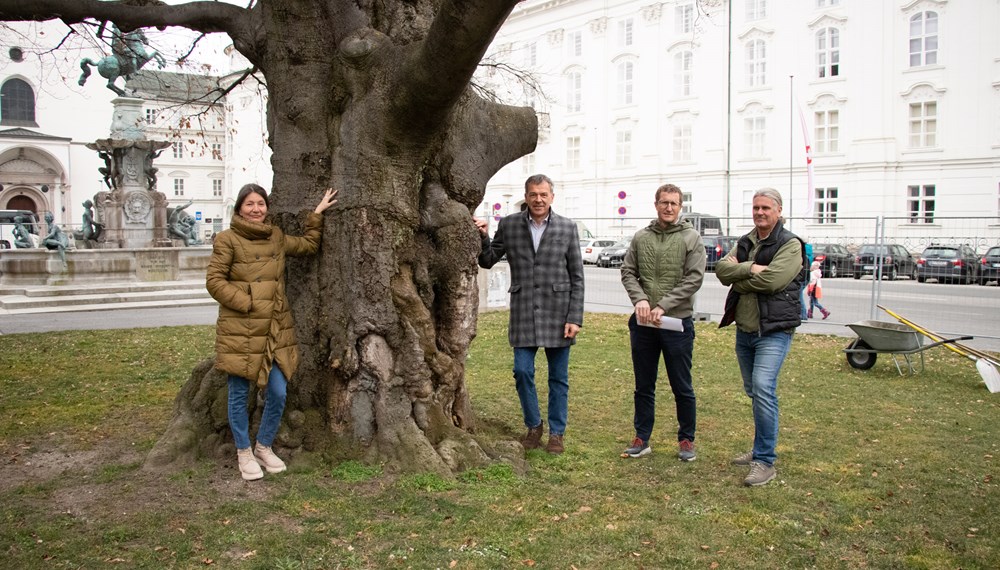 Stadträtin Uschi Schwarzl, Bürgermeister Georg Willi, Thomas Klingler und Stefan Engele vom Amt für Grünanlagen (v.l.n.r.) beim Lokalaugenschein vor der Blutbuche.