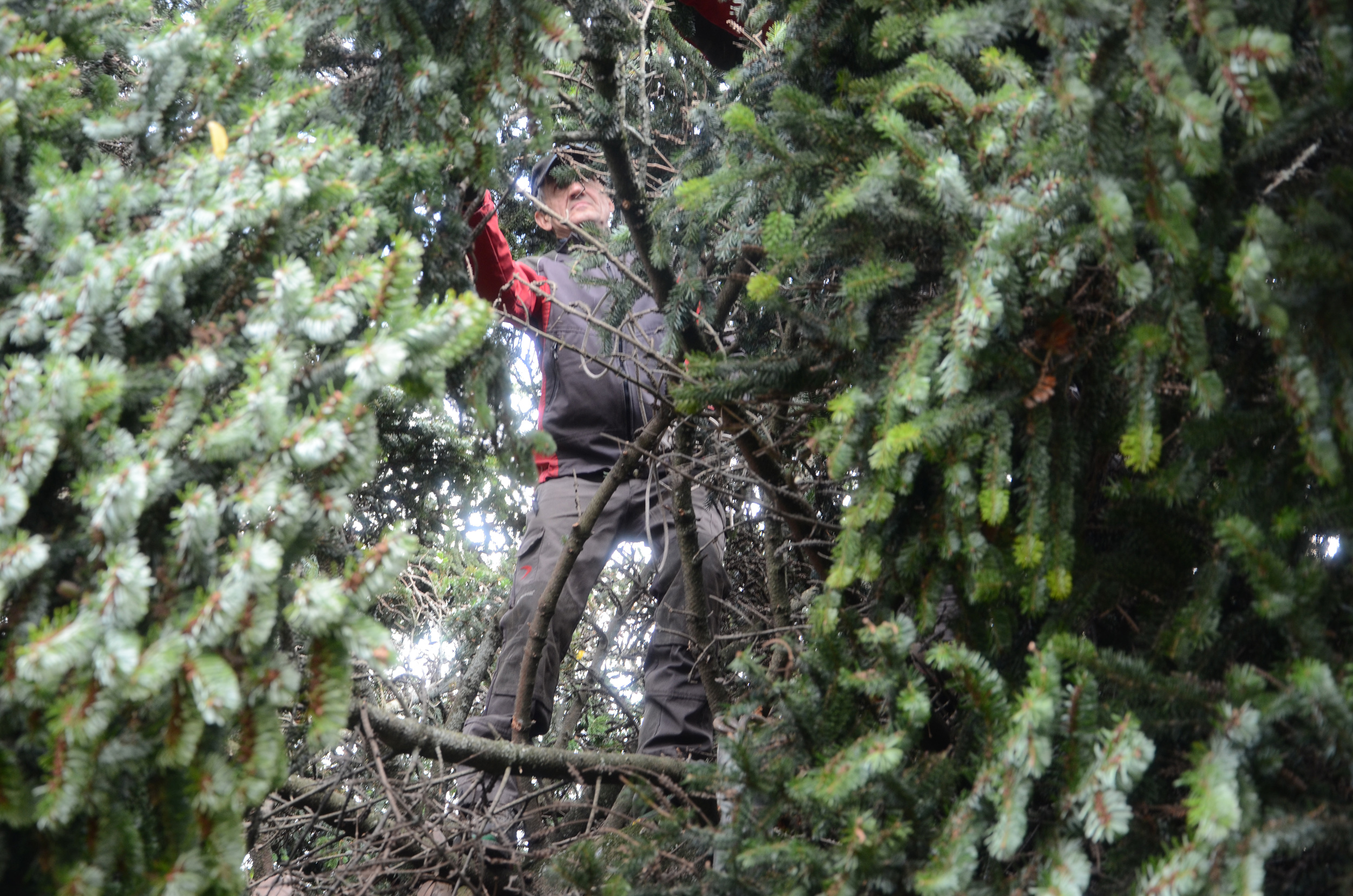 Zuerst müssen aber noch die ausladenden Zweige an den Stamm gebunden werden, dass ein Transport zum Goldenen Dachl überhaupt möglich ist.