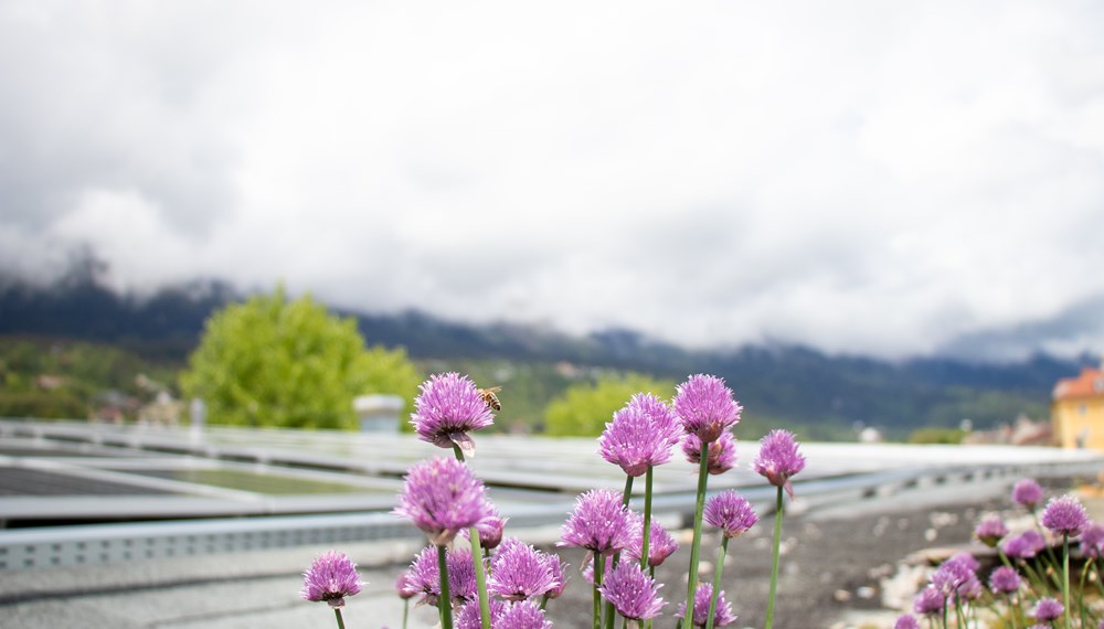 Mit klimafreundlichen Projekten, Maßnahmen und Konzepten setzen sich die Stadt Innsbruck und ihre Beteiligungen für ein nachhaltiges Innsbruck ein.