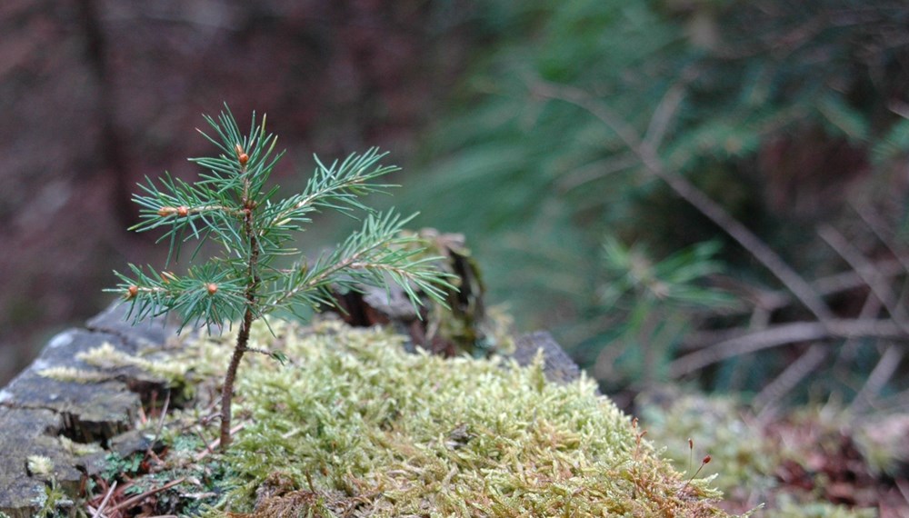 Bevor die neuen Jungpflanzen gesetzt werden können, muss der Altbestand gefällt werden.
