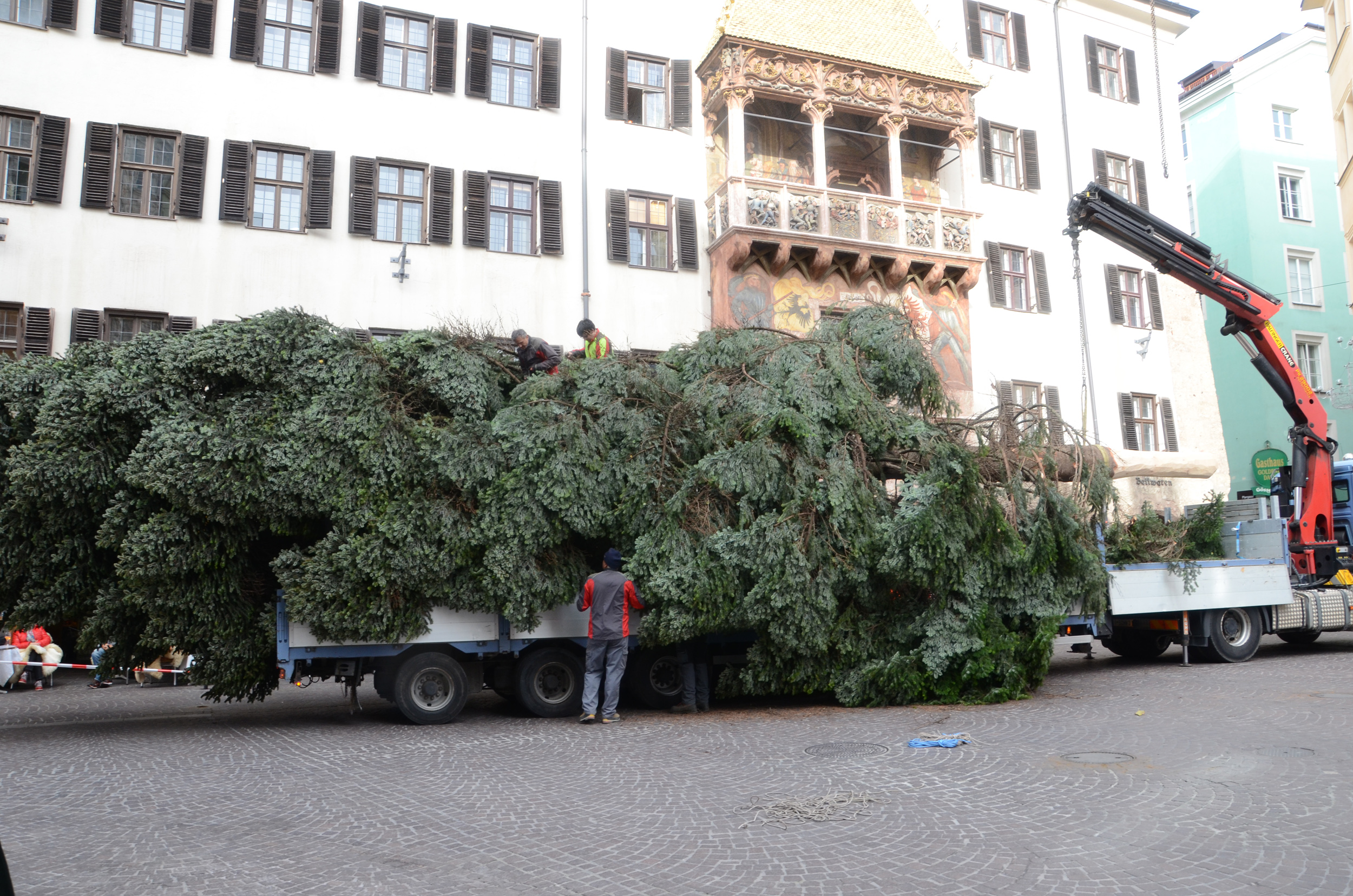Zuerst müssen natürlich wieder die Äste gelöst werden, bevor der Baum aufgestellt werden kann.