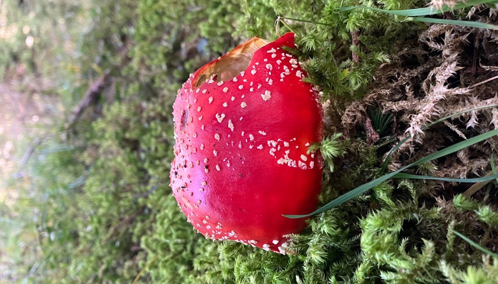 Pilze sind ein wichtiger Teil des Waldes und leben in Symbiose mit Bäumen und anderen Pflanzen. Auch giftige oder ungenießbare Pilze sollten daher unbedingt stehen bleiben.