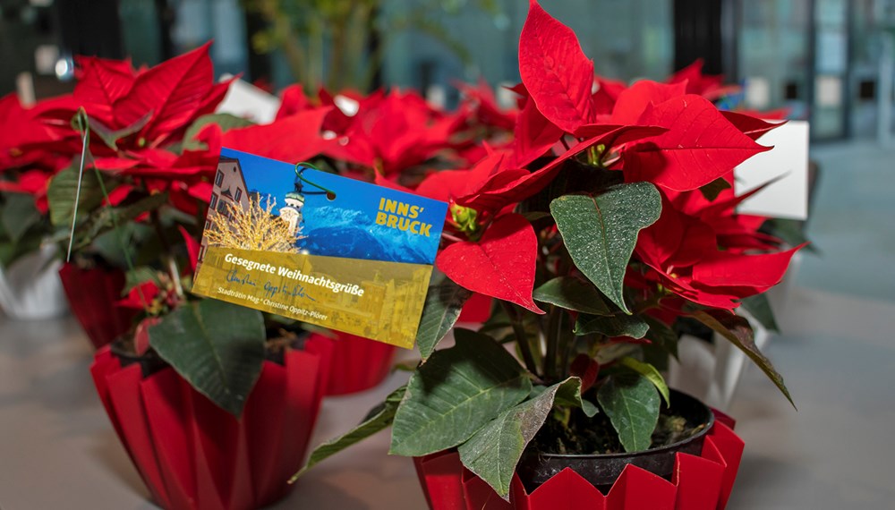 Über 224 Weihnachtssterne sollen Innsbrucks SeniorInnen eine kleine Freude bereiten