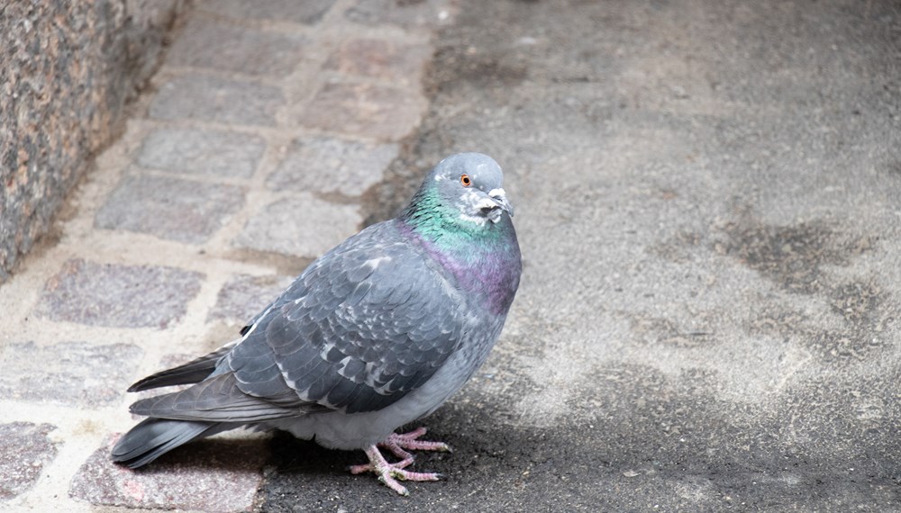 Zum Wohl der Tiere: Tauben und andere Vögel bitte nicht füttern.