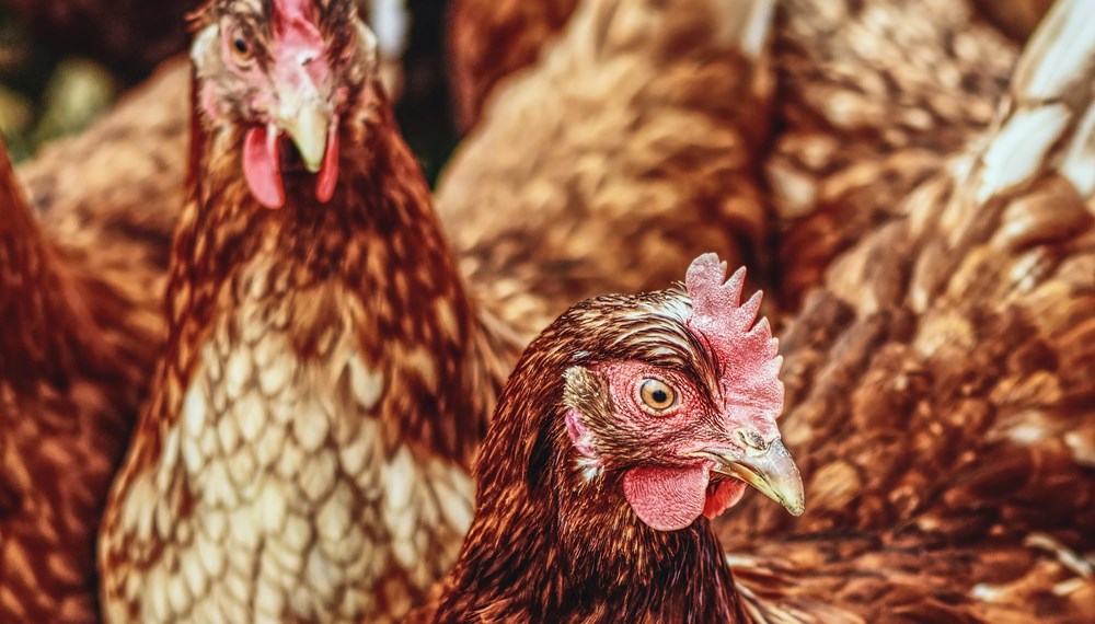 Derzeit sollte die Fütterung und Tränkung von Geflügel nur im Stall oder unter Dach erfolgen.