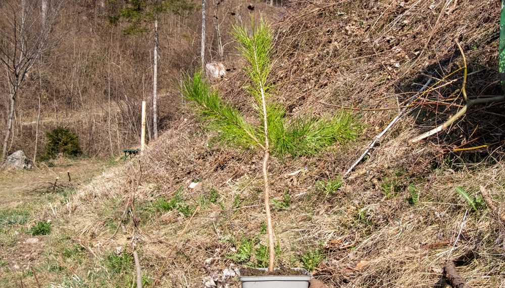 Klimafitte Bäume wie Kiefern werden in Innsbrucks Stadtwälder gepflanzt.