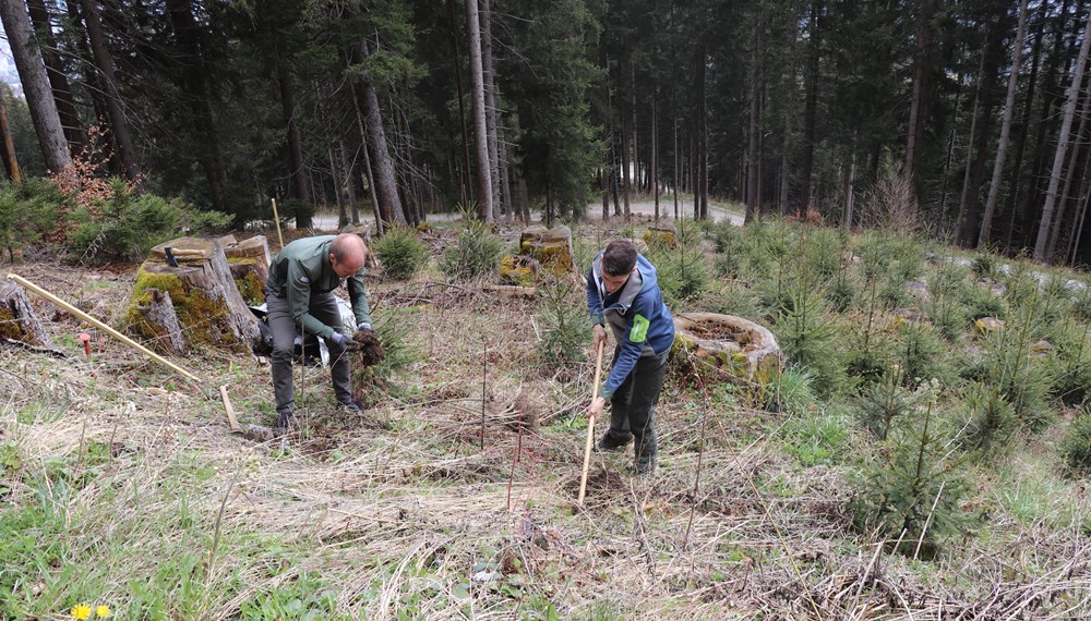 Bei der Umbrüggler Alm wurden junge Ahorne gepflanzt: Vizebürgermeister Johannes Anzengruber (l.) unterstützte Florian Jäger vom Referat Wald und Almen (r.) bei der Aufforstungsaktion.