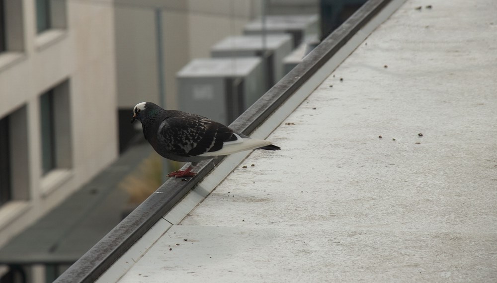 Tauben im Raum Innsbruck sind vermehrt vom Newcastle Disease Virus betroffen.