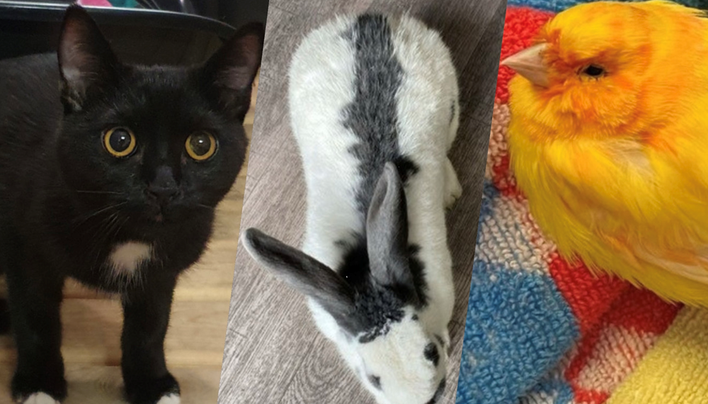 Gefundene Haustiere werden von der Wasenmeisterei in Zusammenarbeit mit dem Tierheim versorgt und Fundmeldungen auf der Amtstafel veröffentlicht. Zuletzt wurden ein schwarzer Kater, ein schwarz-weißes Kaninchen, sowie ein gelber Kanarienvogel im Innsbrucker Stadtgebiet gefunden.