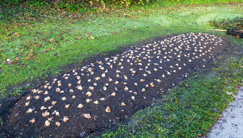 Rund 80.000 Blumenzwiebeln pflanzt das Team der Grünanlagen in diesem Herbst - hier ein Beet mit weißen Narzissen ("White Lion") im Reichenauerpark. Anschließend werden die Beete mit schützenden Ästen bedeckt.