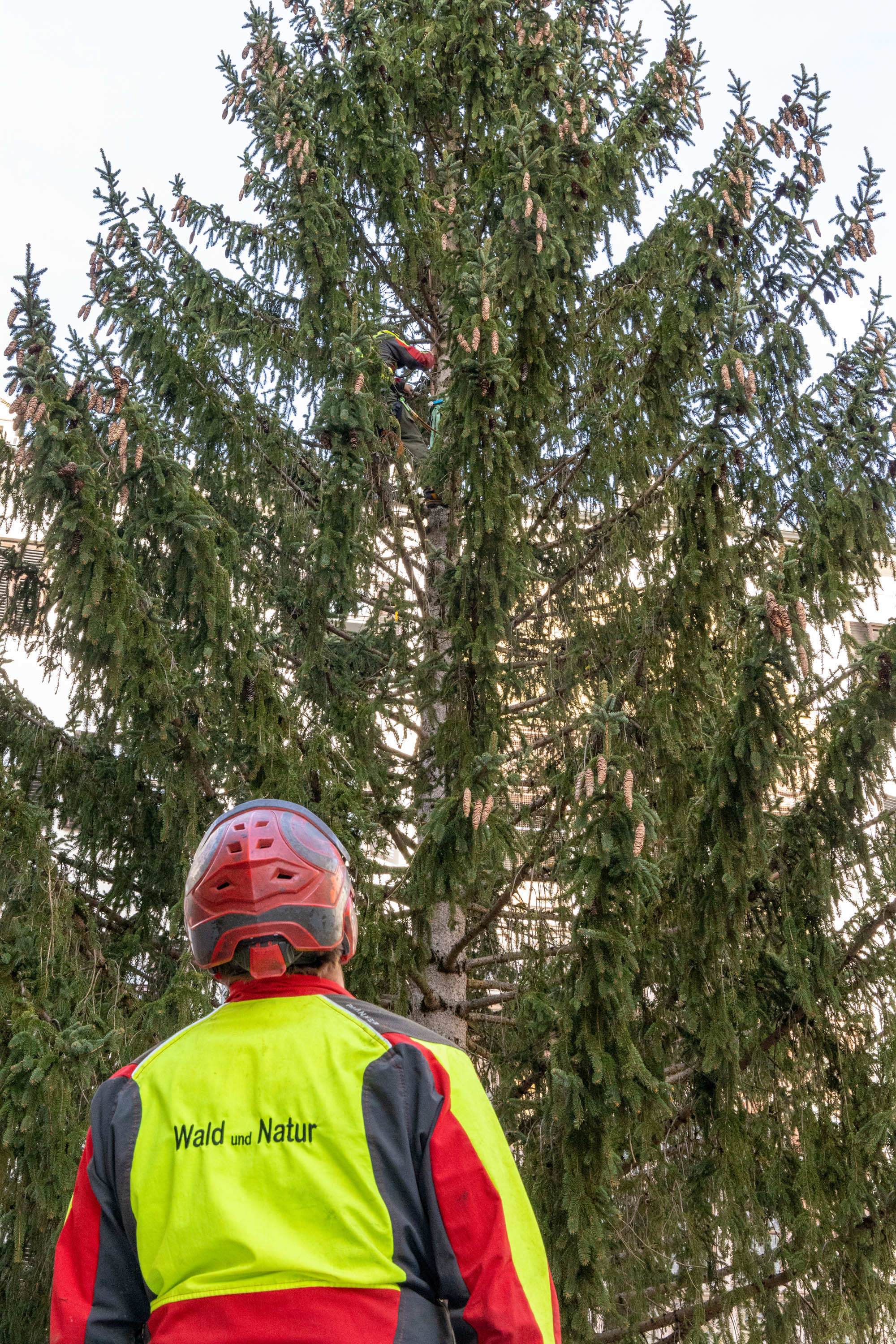 Alles im Blick: Jedes Jahr sind die Mitarbeitenden des städtischen Amtes für Wald und Natur für die Aufstellung des Christbaumes verantwortlich.