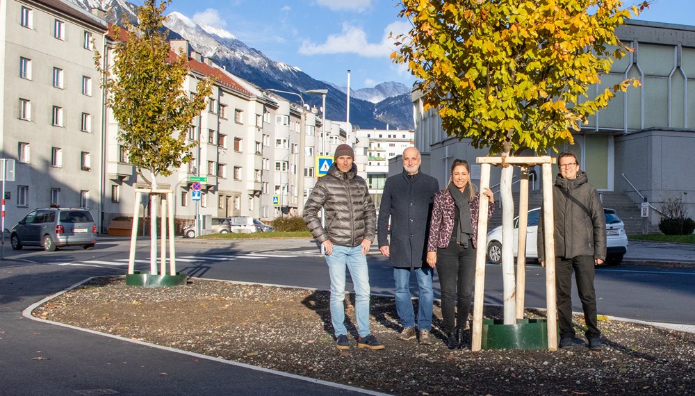 Drei bestehende Eisenholzbäume konnten vor der Fällung bewahrt werden und sorgsam in die Fischnalerstraße übersiedelt werden.