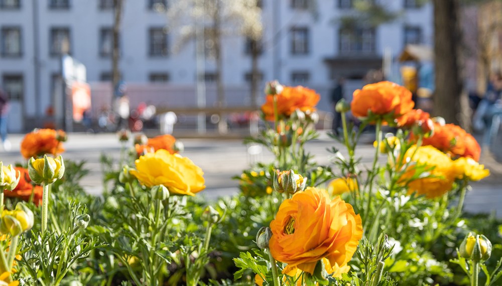 Tulpen, Narzissen, Hyazinthen, Zierlauch, Violen, Anemonen, Primeln und Ranunkeln (im Bild) blühen im Frühling an mehr als 70 Standorten in Innsbruck.