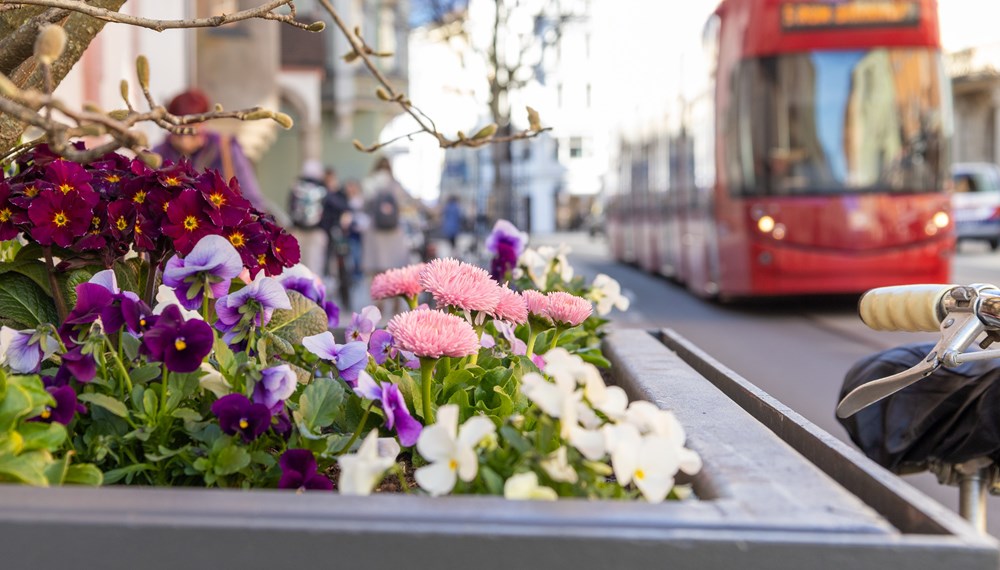 Mit dem Frühling blüht die Stadt auf – dank der umsichtigen Arbeit des Amtes für Grünanlagen.