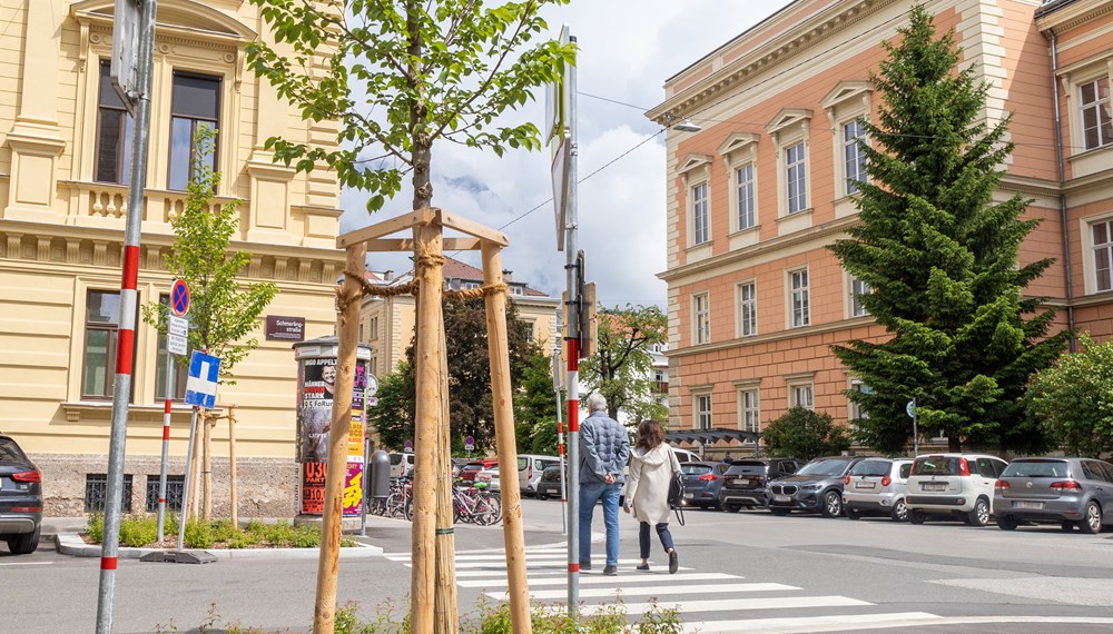 Vorzeigeprojekt: In der Schmerlingstraße wird das Regen- und Schmelzwasser von den Dächern zu den Wurzeln der Bäume umgeleitet.