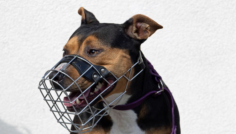 Vor allem in stark frequentierten Bereichen wie Spielplätzen oder in öffentlichen Verkehrsmitteln müssen Hunde einen Maulkorb tragen.