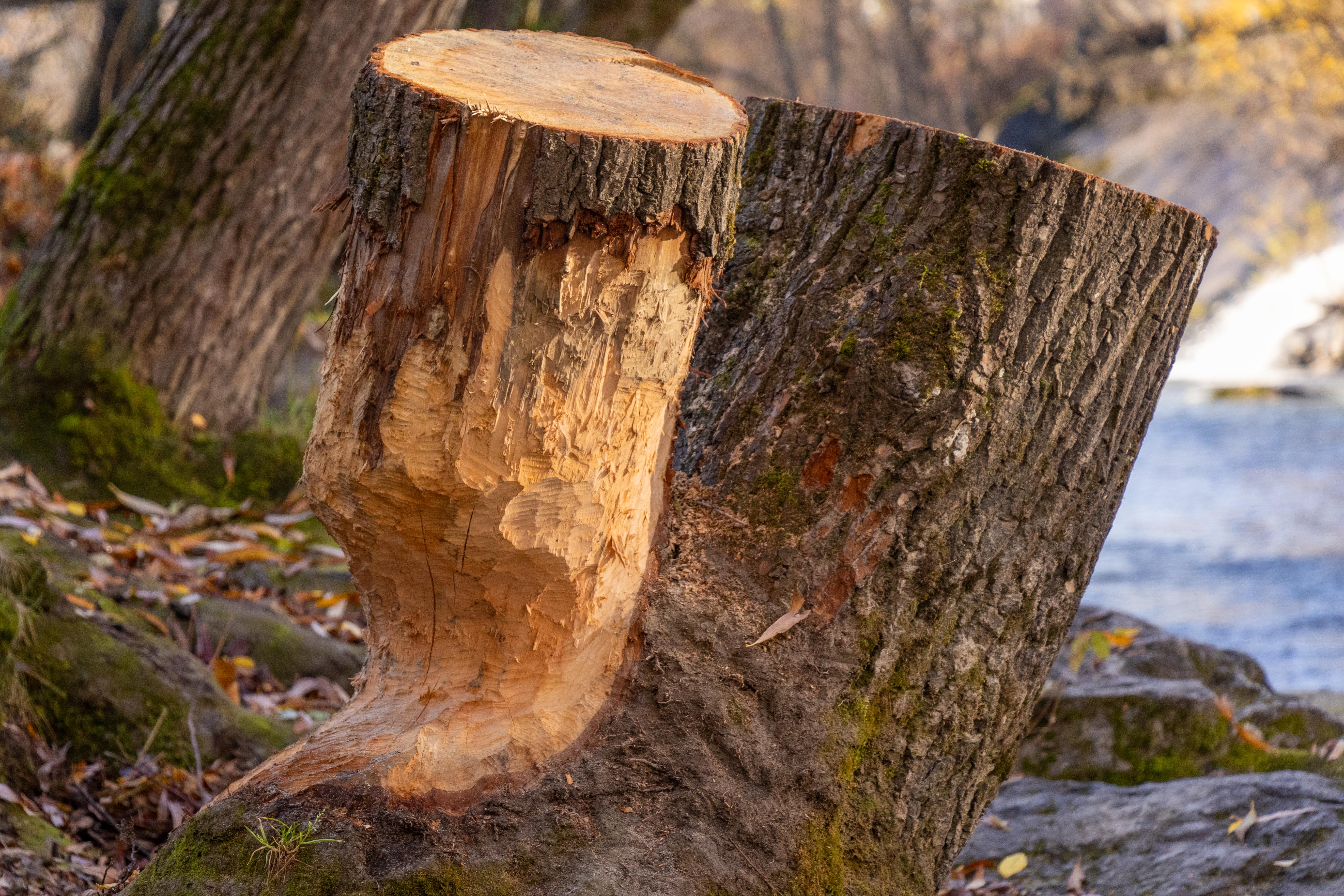 Der Biber hat nahe des Sillstegs bereits deutliche Spuren hinterlassen.