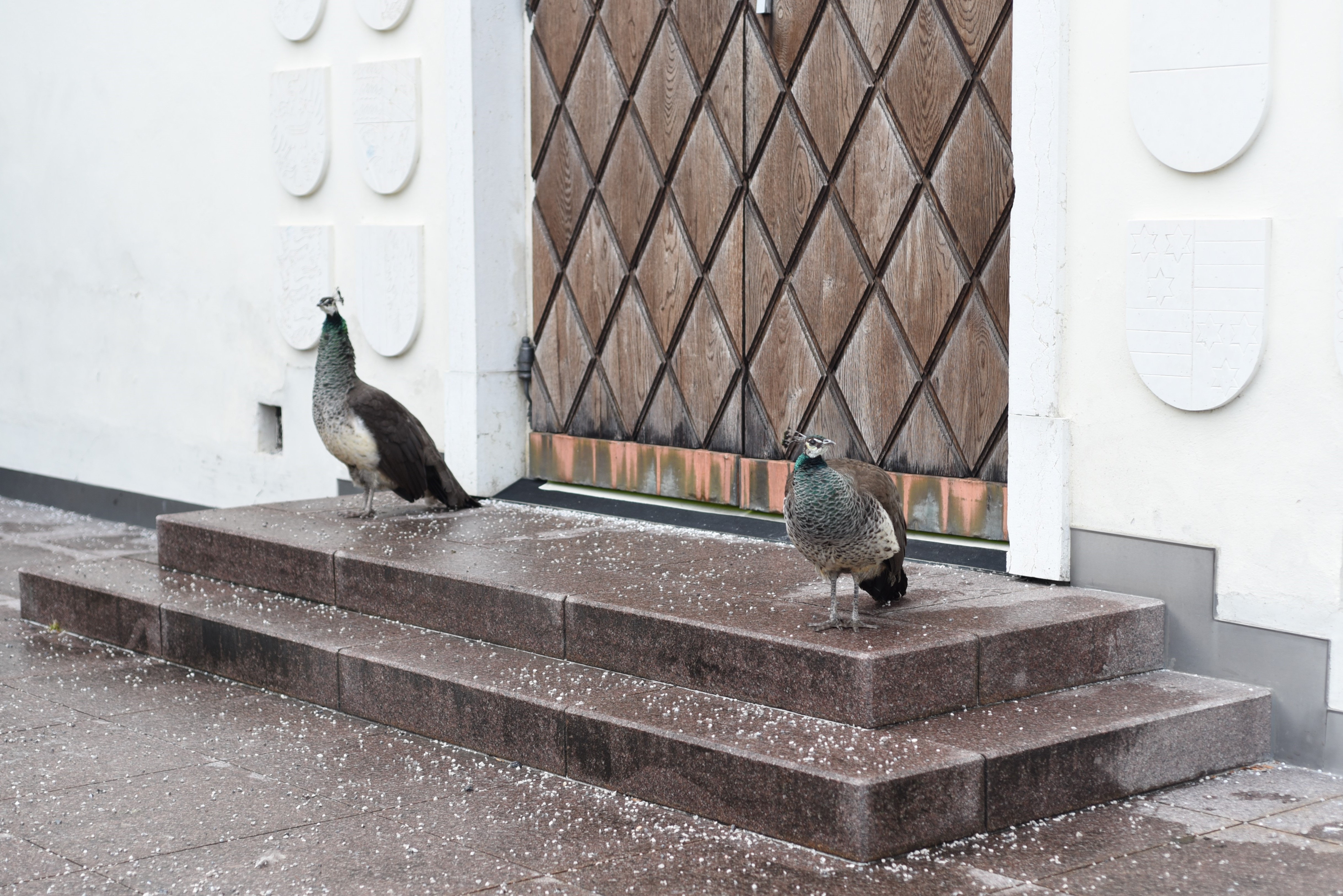 Diesmal warten wir besonders gespannt darauf, dass sich die Türen zu den Festwochen im Sommer öffnen. Die Innsbrucker Festwochen der Alten Musik feiern 2026 ihr 50-jähriges Bestehen und wir sind alle eingeladen mitzufeiern. Zum Jubiläum hat sich das Leitungstrio der Festwochen künstlerisch etwas ganz Besonderes vorgenommen: die Aufführung einer legendär "Unaufführbaren" - der Oper "Il Pomo D'Oro von Pietro Antonio Cesti. Mehr zum voll Stolz und Vorfreude im winterlichen Schloss Ambras präsentierten Programm finden Sie auf www.altemusik.at - Karten gibt es ab 9. Dezember.