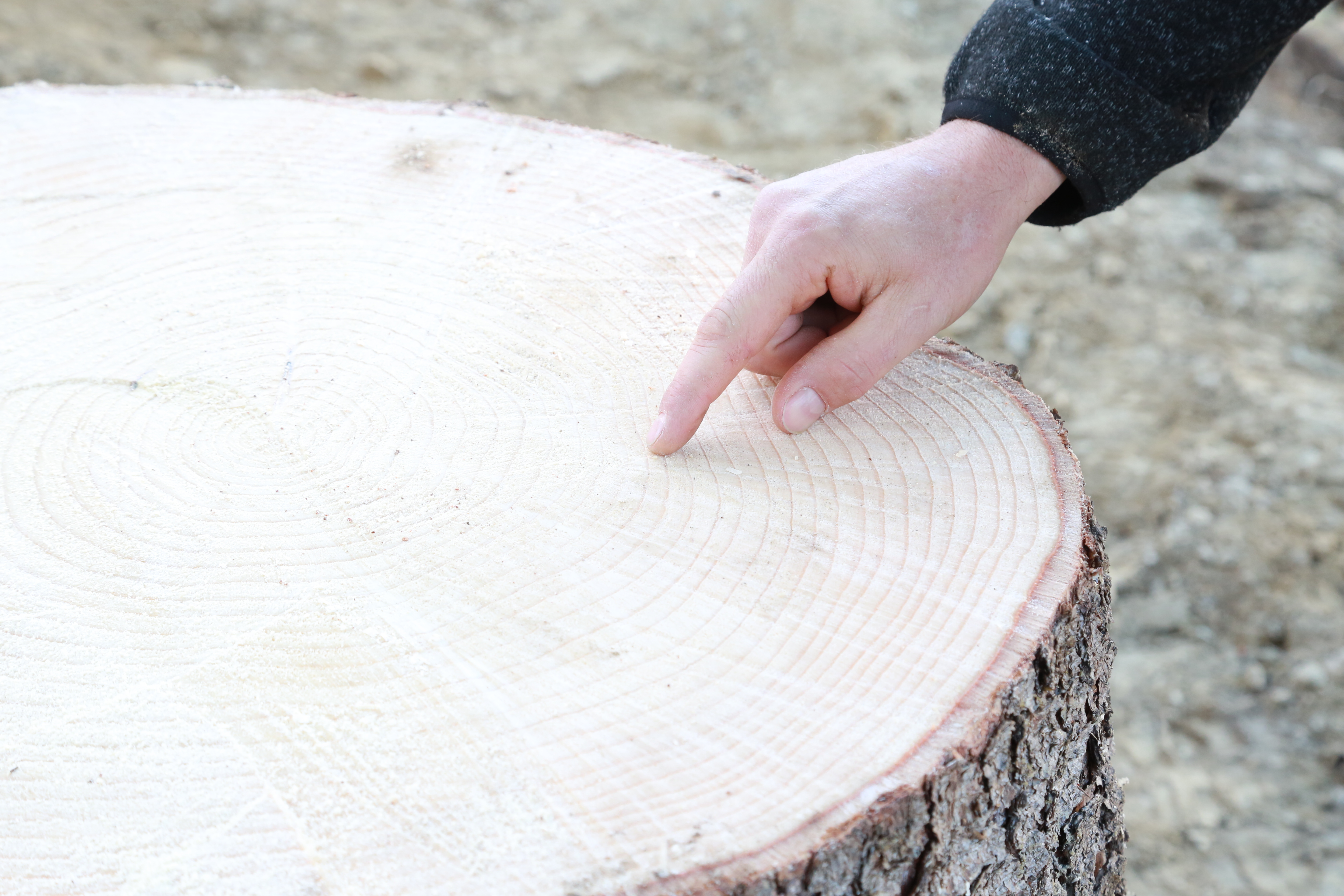 Die Jahresringe der Christbaum-Fichte: an der unteren Schnittkante werden 43 Ringe gezählt.