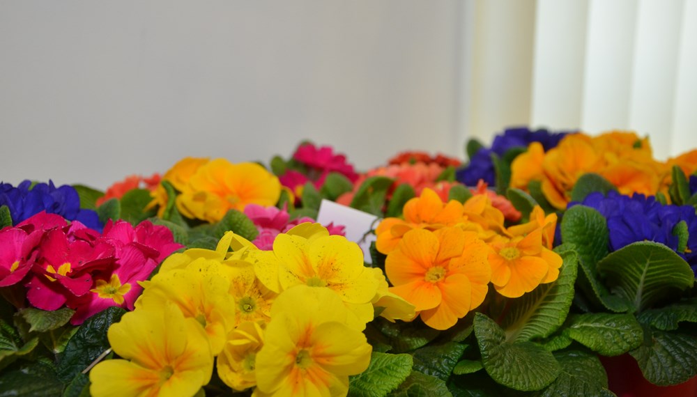 SeniorInnenreferent und Vizebürgermeister Christoph Kaufmann besuchte anlässlich des Valentinstages die SeniorInnenwohnanlage O-Dorf 3. Als kleinen Valentinsgruß überreichte er den BewohnerInnen bunte Blumen. Bei einem gemeinsamen Frühstück im Aufenthaltsraum der Anlage wurde sich anschließend ausgetauscht. Insgesamt verteilte das Amt für Grünanlagen Mitte Februar 226 Primel-Stöckhen an alle SeniorInnen in den acht ISD-SeniorInnenwohnanlagen.