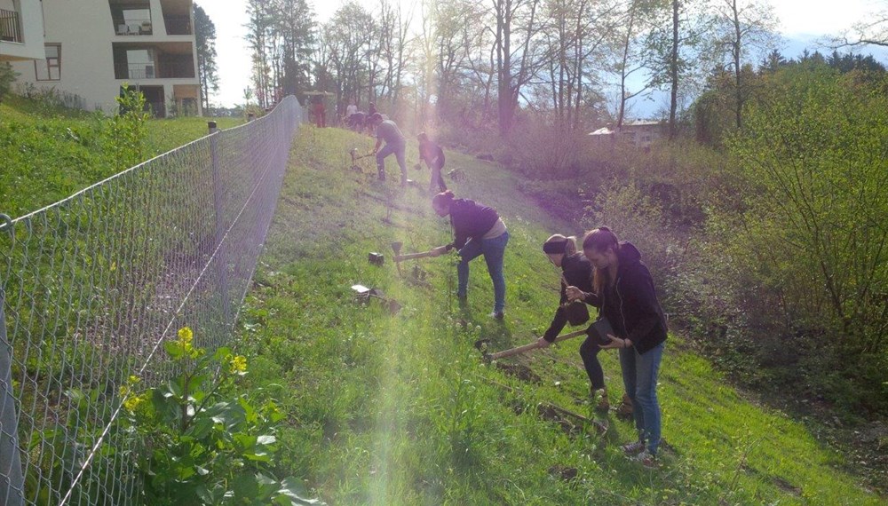 Am 22. April haben die Lehrlinge im Stadtmagistrat Innsbruck, von der Bürokauffrau bis zum Landmaschinenmechaniker im Bereich Kranebitten mit großem Eifer und Spaß an der Sache einen Waldgürtel aufgeforstet. dieser Waldgürtel bildet zukünftig eine Grünstreifen zwischen den neuen Siedlungsbereichen im Westen von Kranebitten und dem neuen Spielplatz, dessen Bau in Kürze beginnen wird. Dafür wurden von den Mädchen und Buben ca. 300 Straücher, welche auch in der Natur um Innsbruck vorkommen, verpflanzt. Damit haben die Lehrlinge einen aktiven Beitrag zur Erhaltung und Verbesserung der Wohnqualität in Kranebitten, der Erholungswirkung des Waldes rund um Innsbruck sowie zur Verbesserung des Lebensraumes für Vögel und andere Bewohner von Waldrandbereichen geleistet.
Das Amt für Land- und Forstwirtschaft, welches zusammen mit mit der Lehrlingsbeauftragten Monika Erharter diese Aktion für unseren Lehrlinge organisiert hat, zeigt sich über den Einsatzwillen und das Engagement der Jugendlichen beeidruckt und bedankt sich für die gute Arbeit. Das Amt für Personalwesen hat seinen Beitrag in Form einer wohlverdienten Stärkung Ihrer jüngsten Mitarbeiter geleistet, wofür sich die jungen Waldarbeiter herzlich bedanken.